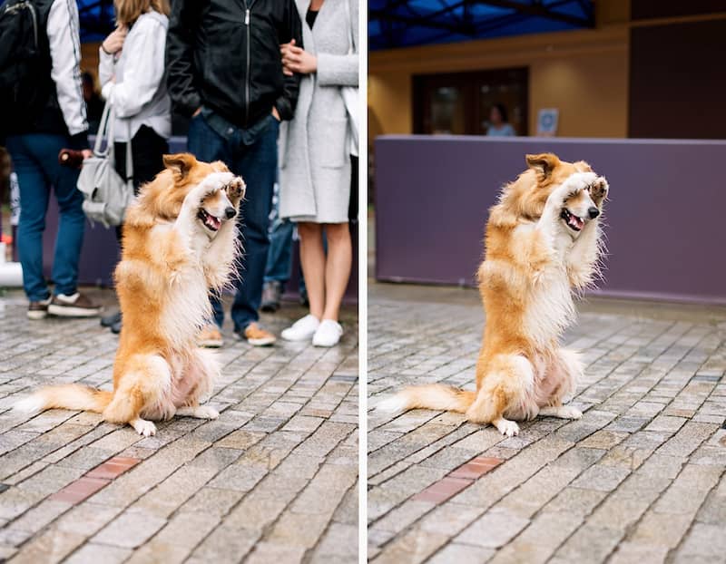 A cute dog covering its eyes on a clean street after distracting people were removed from the background.