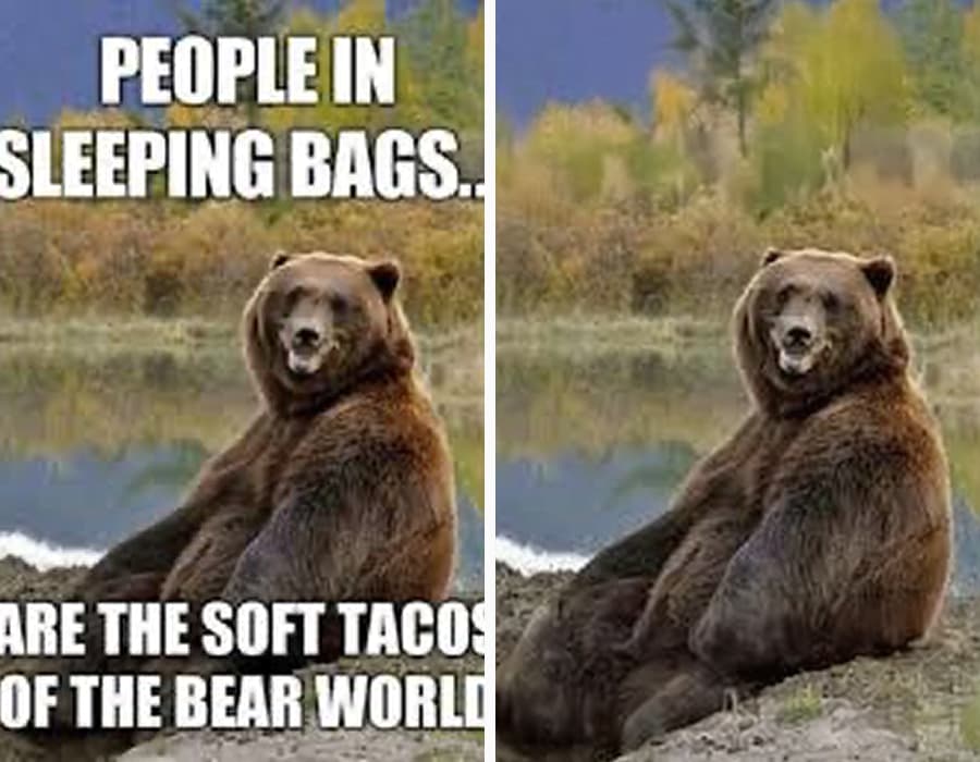 A bear meme with the text captions removed by AI.