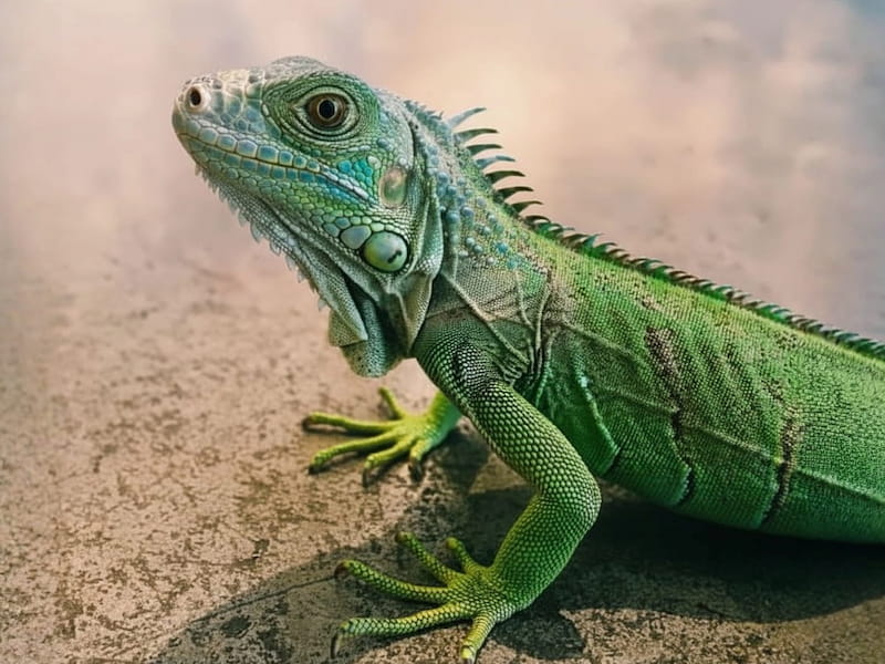 An extremely sharp and detailed close-up of a lizard's eye and scales, showcasing the clarity provided by the AI Image Enhancer.