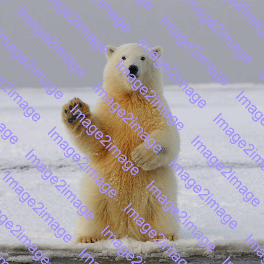 A photograph of a polar bear